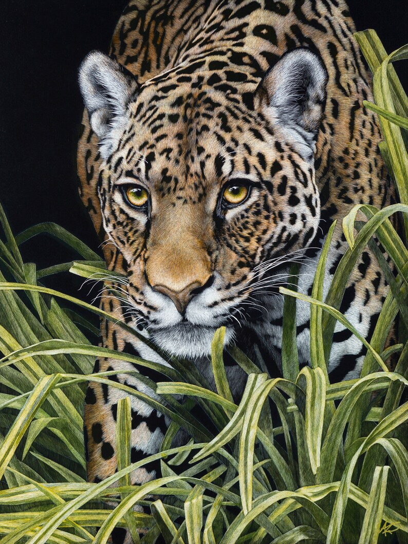South American Jaguar Art Print  Scratchboard Fine Art Print image 1