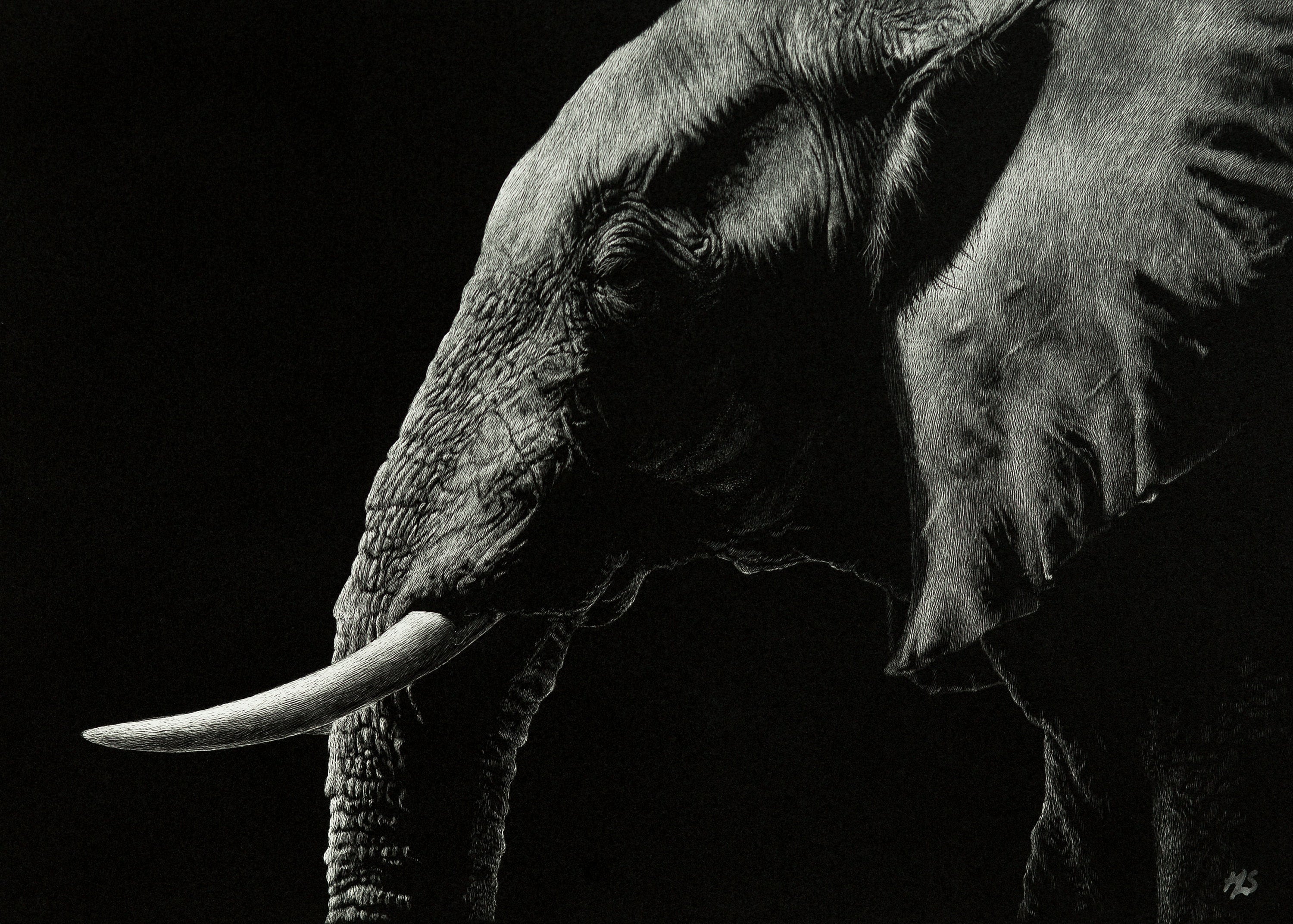 Elephant Art Print Scratchboard Fine Art Print Wildlife & African Decor