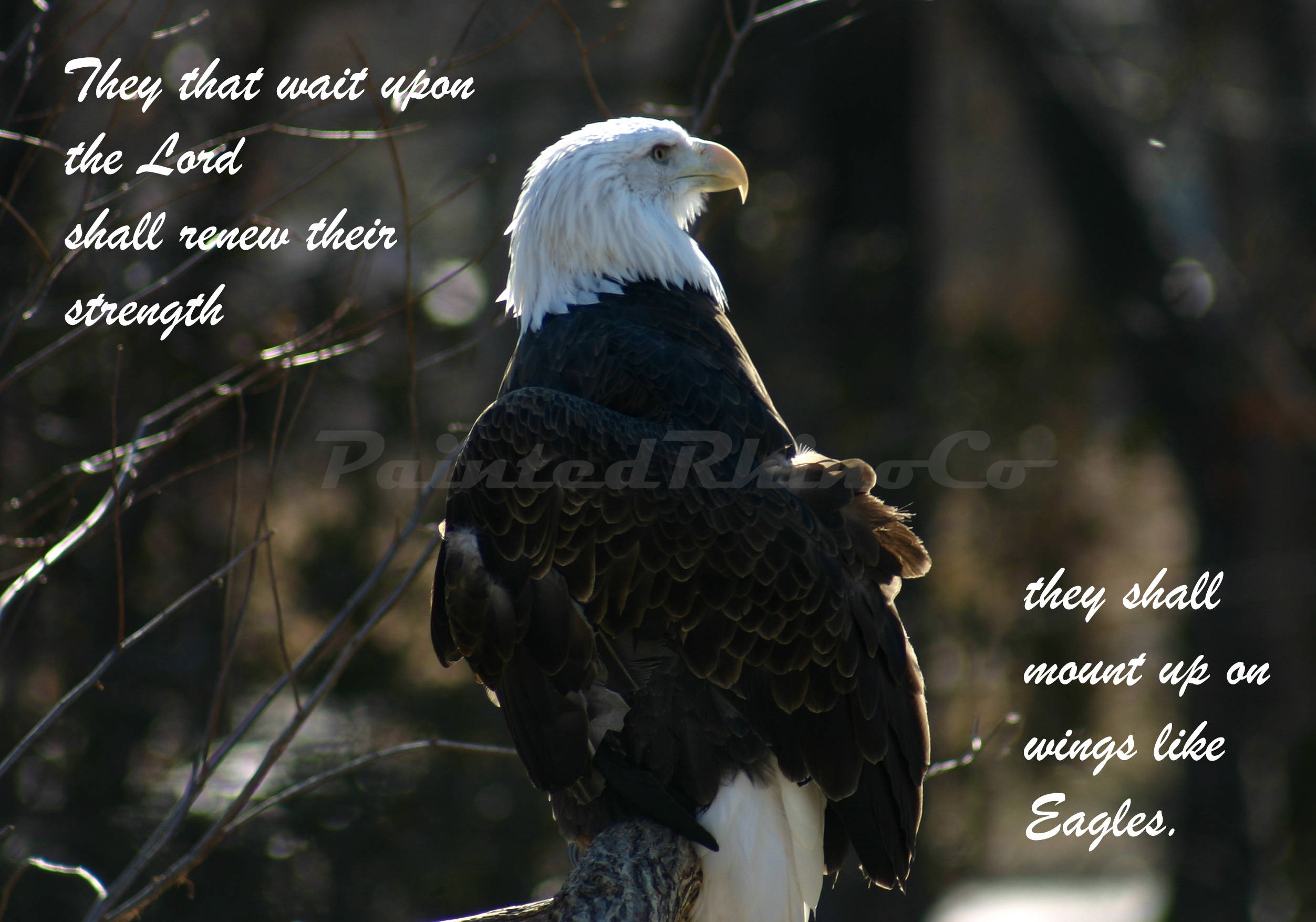 Eagle wings of eagles Bible verse downloadable scripture | Etsy