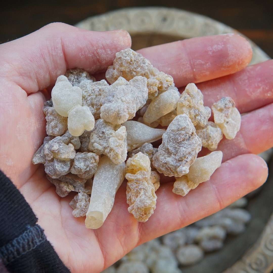 Incenso Indiano (Boswellia Serrata - Foto 5