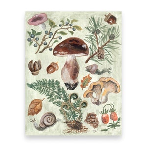 | de la forêt de champignons 10 Cartes postales