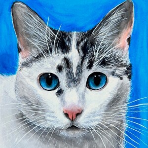 K&ouml;nnte beinhalten: Nahaufnahme eines wei&szlig;en Katers mit schwarzen und grauen Flecken. Die Katze hat leuchtend blaue Augen und eine rosa Nase. Der Hintergrund ist einfarbig blau.