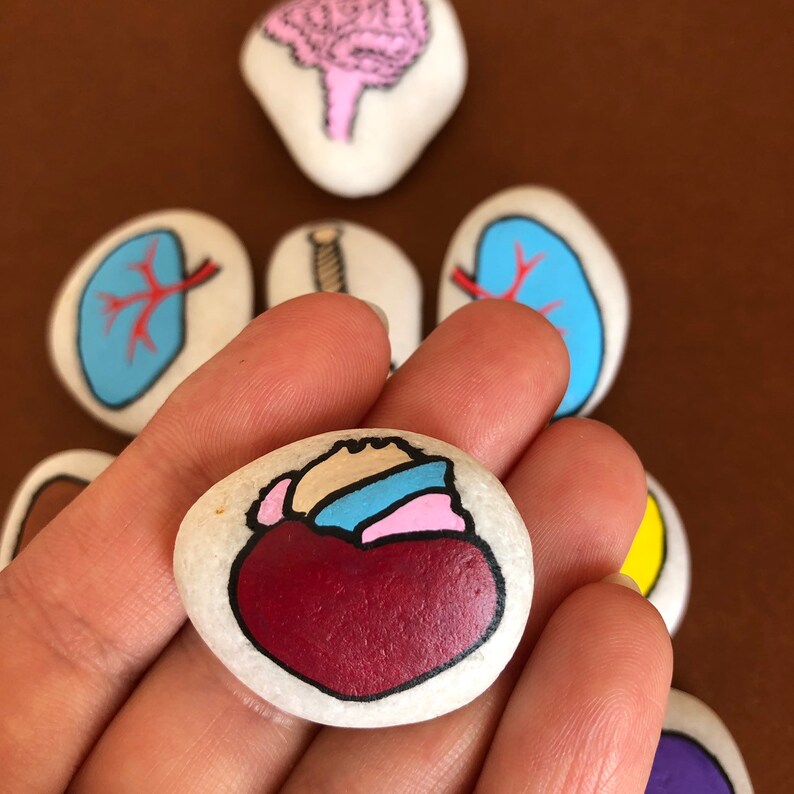 Anatomy Story Stones Set Montessori toy Human body Educational Etsy