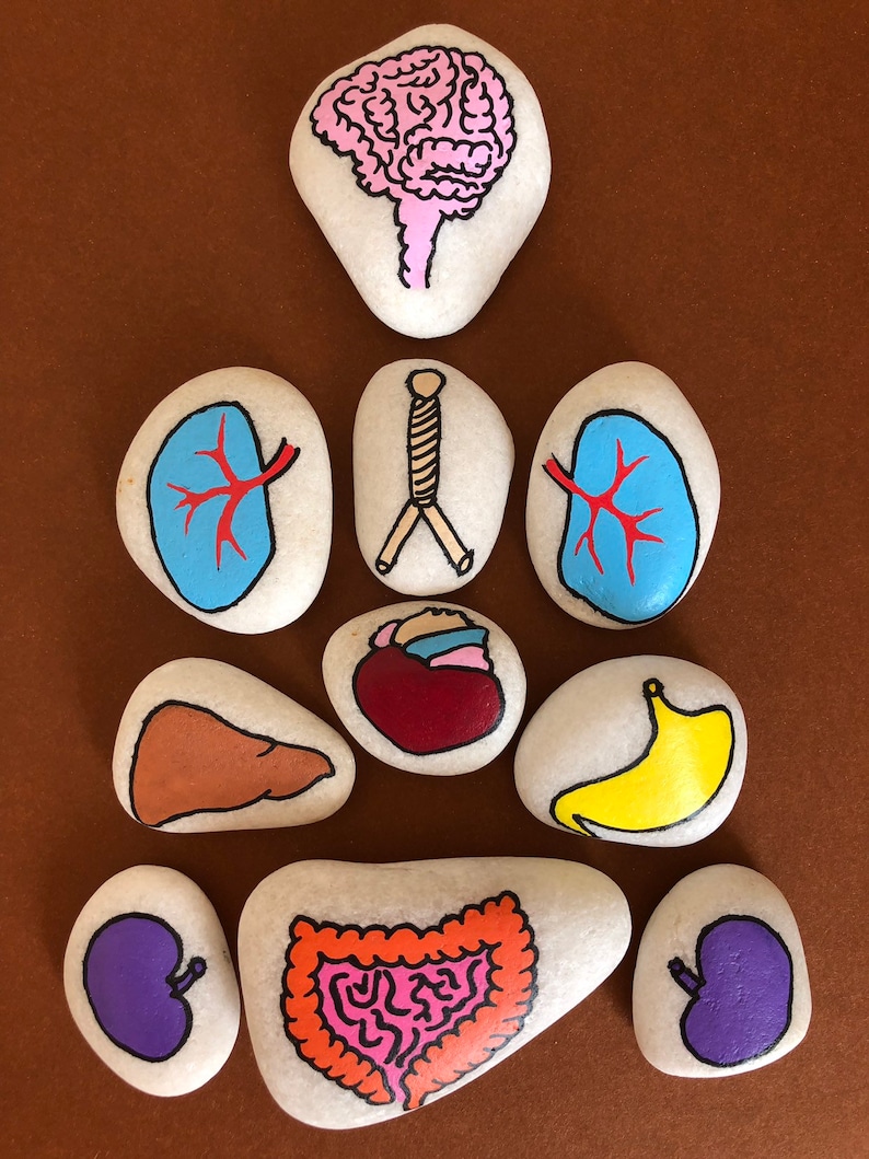 Anatomy Story Stones Set Montessori Toy Human Body Educational Etsy