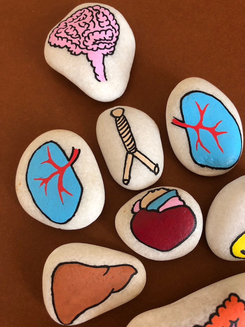 Anatomy Story Stones Set Montessori toy Human body Educational Etsy