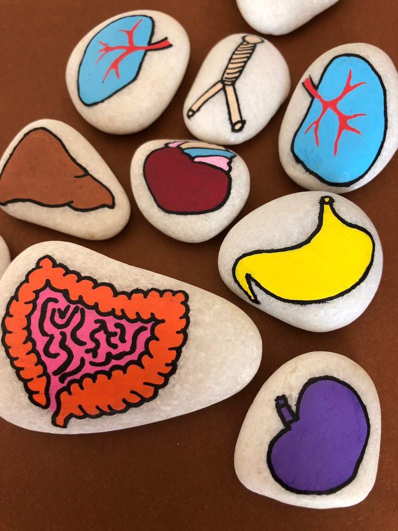 Anatomy Story Stones Set Montessori toy Human body Educational Etsy