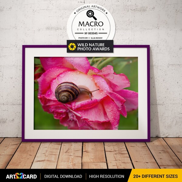 Red Rose Snail Macro Digital Download Wall Art Print Printable Room Large Poster Color Photo Office Decor Living Room Nursery Decor