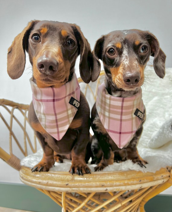 Tartan dog neckerchief hot sale
