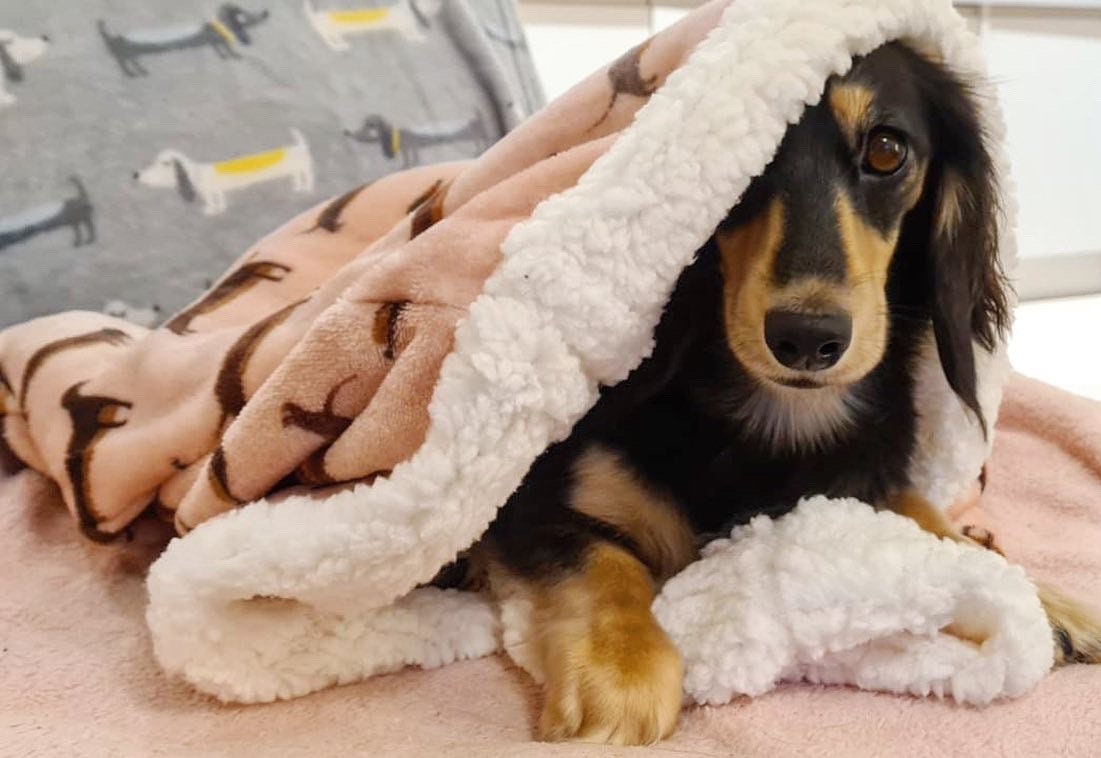 Dachshund print pet SNUGGLE SACK cosy nesting blanket sack Etsy
