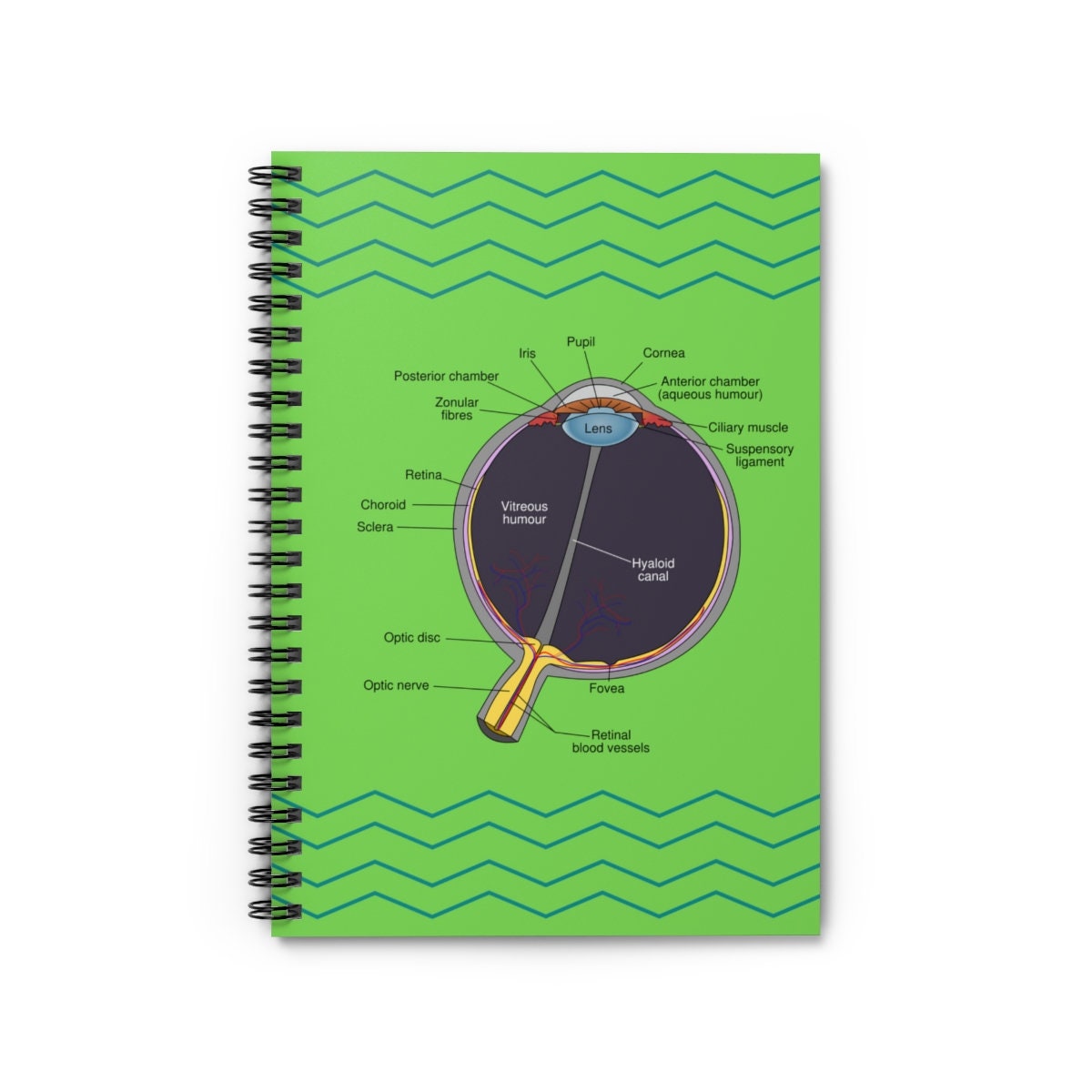 Eye Anatomy Diagram, Eye Anatomy Journal, Optometrist Gift ...