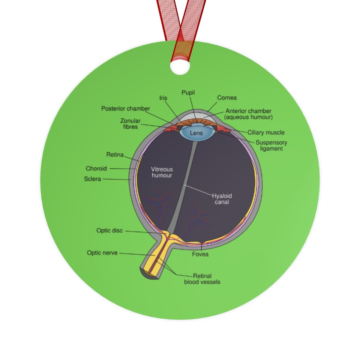 Eye Anatomy Diagram, Eye Anatomy Ornament, Optometrist Gift