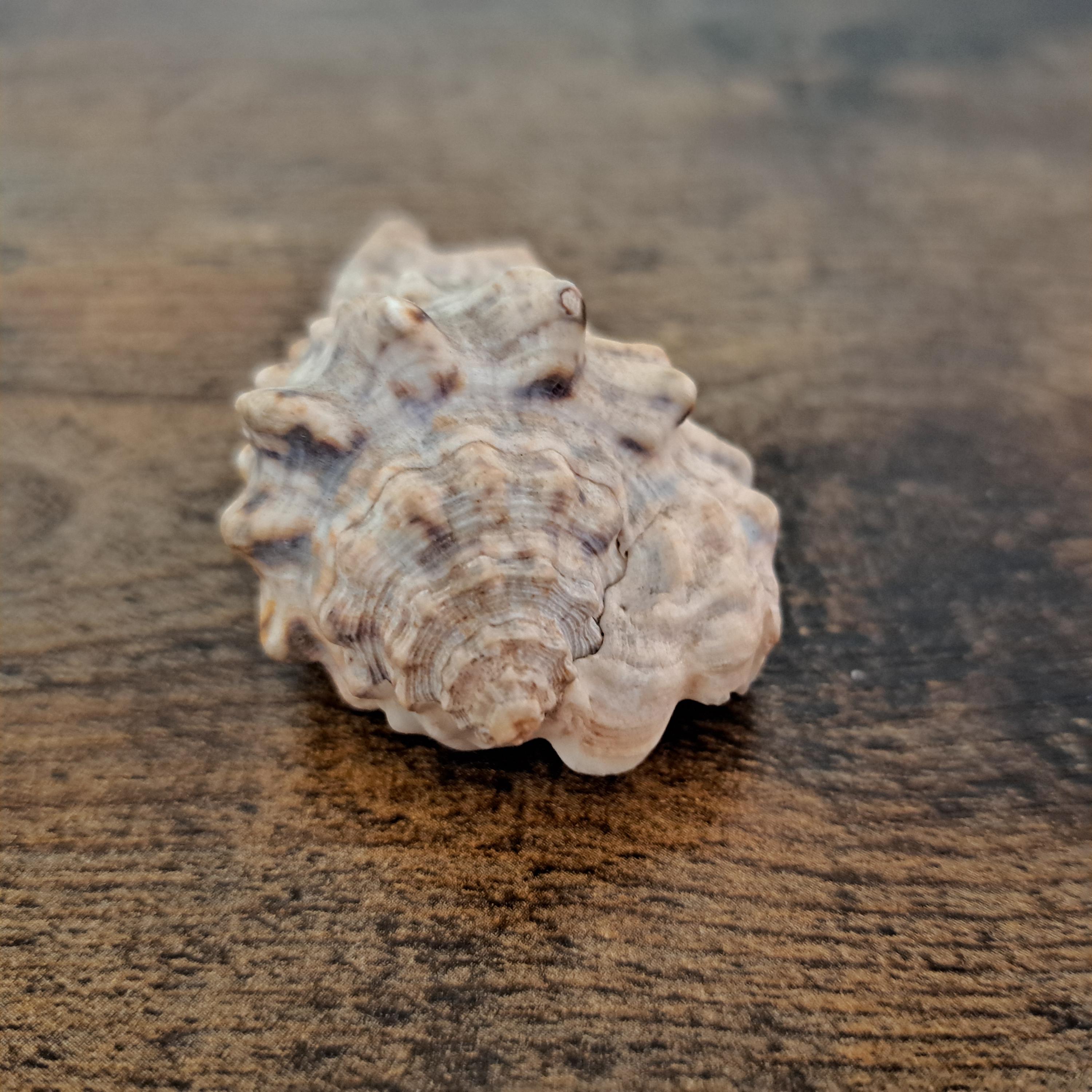 Animal Shell Limestone Fossil Shell Specimen Jurassic Limestone Style Geological Collectable ...