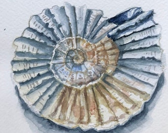 Seashell Art, Watercolor Painting, Original Art,  seashell watercolor illustration, nautilus art, coastal art, beach decor, gift for her,