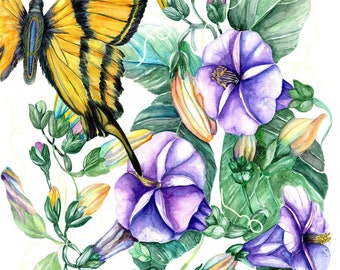 Butterfly Art print, botanical illustration, Morning Glory watercolor painting, floral art,