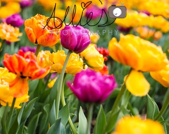 Brightly Colored Tulips
