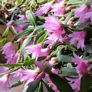 Easter rose cactus - Hatiora or Rhipsalidopsis Rosea - Young 3 stemmed small claded variety in a pot.