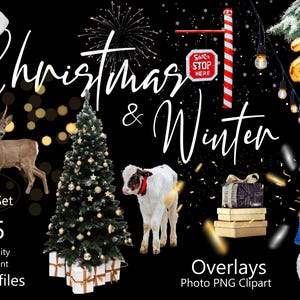 Conjunto 185 Sobreposições de fotos de Natal e inverno PNG Clipart - Árvore de Natal, Chapéu de Papai Noel, Bokeh, Confete, Neve, Presente, Animais, Pássaros, Lâmpada