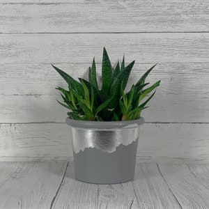 May include: A grey planter with a silver accent around the top, filled with a green succulent plant.