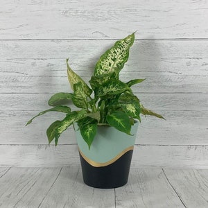 May include: A green and white leafy plant in a blue, gold, and black ceramic pot. The pot has a wavy design.