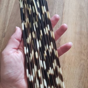 Real South African Porcupine Striped Quills Natural Curiosity Oddity Oddities Alter Curio Shelf