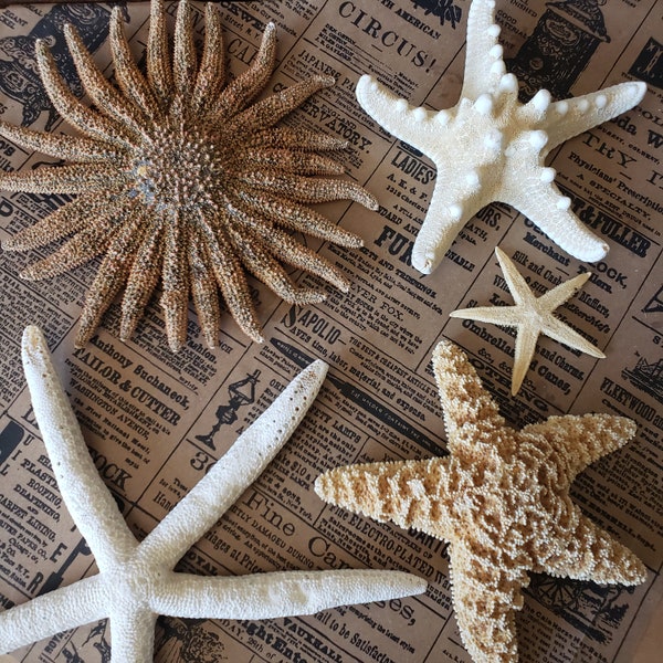 Starfish Collectable Specimen - Choose Your Starfish - Natural Curiosity Oddity Oddities