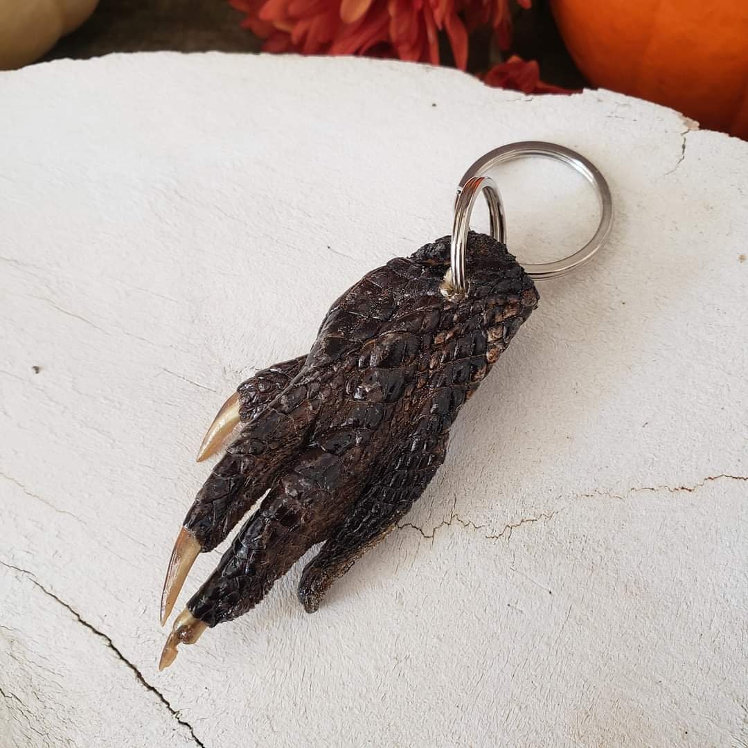 Authentic Taxidermy Alligator Foot Keychain / Keyring Authentic Taxidermy Alligator Foot Keychain / Keyring