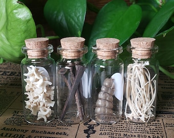 Natural Curiosity Printer Tray Sampler Pack of 4 - Snake Vertebra Coffin Nails Rattlesnake Rattle Rib Bones Glass Vials - Oddity Oddities