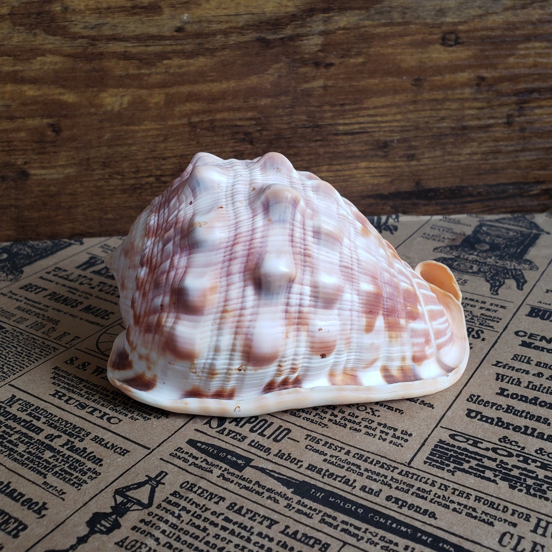 Cameo Bullmouth Red Helmet Real Sea Shell Ocean Beach - Etsy