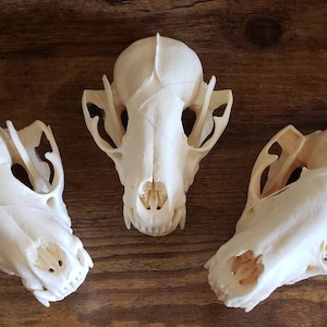 May include: Three white animal skulls, likely from a fox or coyote, are arranged in a triangular pattern on a wooden surface. The skulls are clean and well-preserved, with visible teeth and eye sockets.