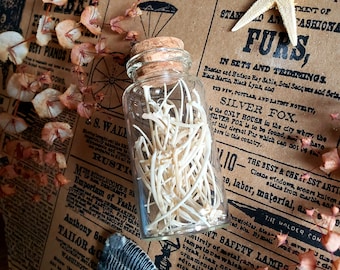 Real Snake Rib Bones: Oddity Curio in 2.5" Corked Vial