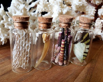Natural Curiosity Sampler Pack of 4 - Badger Claw Butterfly Wing Sea Urchin Spines Bull Snake Skin Glass Vials - Oddity Oddities Curio Shelf