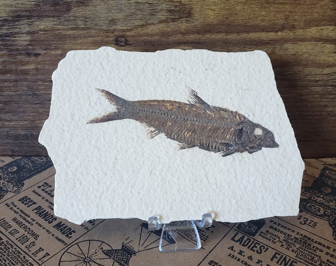 Real Fish Fossil Stone Specimen Vintage Warfield Quarry Etsy