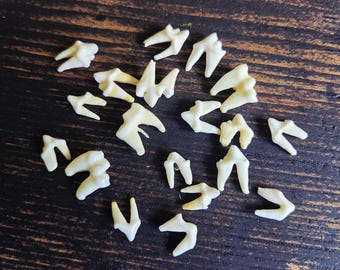 20 Real Animal Teeth – Jewelry Making, Oddity Crafts, Curio Display Supplies