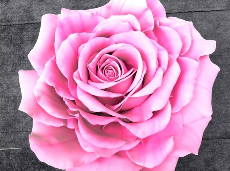 Extra Large Rose Super Giant Rich in Petals and Very Tall for Etsy