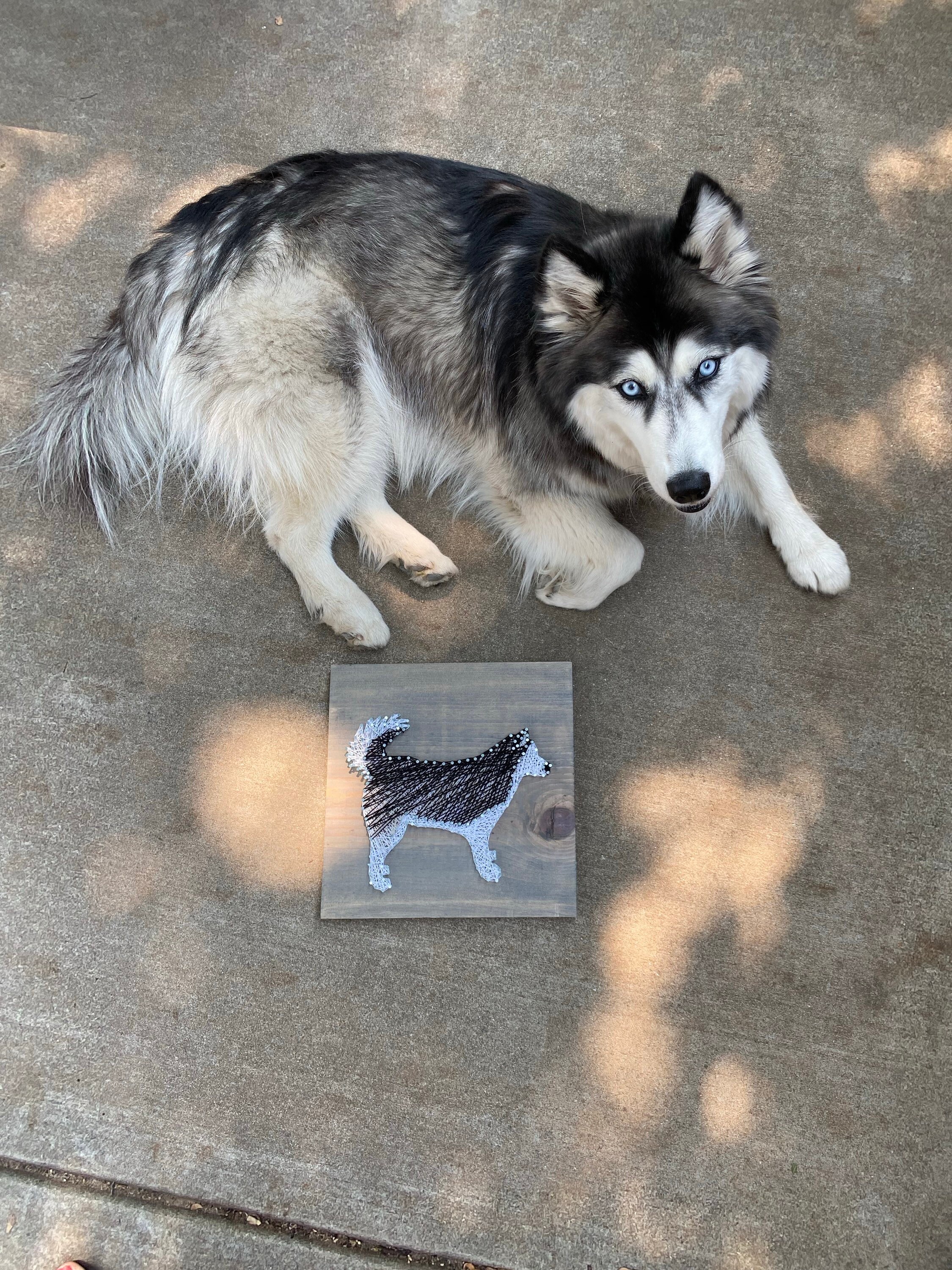 Custom Husky Pet Portrait Dog String Art Customizable String - Etsy UK
