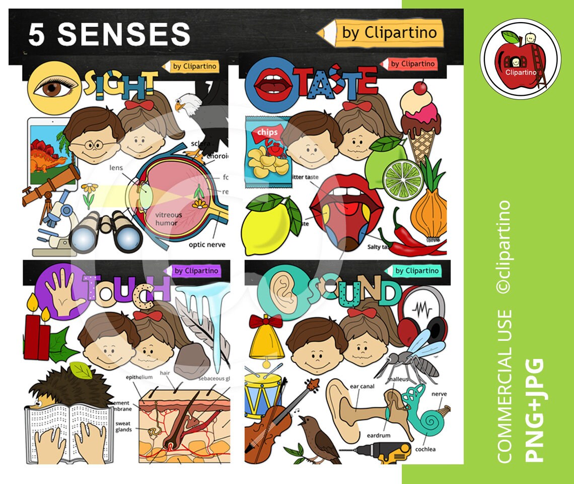 Five Senses Clipart Bundle 5 Senses Clip Art Sight Smell Etsy Five Senses Clipart Bundle 5 Senses Clip Art Sight Smell Etsy