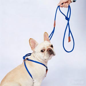 French Bulldog Dog Frenchie Nylon Rope Harness Leash Set: Adjustable Step-In, Leather Accent,No-pull