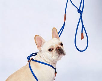 Harnais et laisse en corde nylon pour Bouledogue Français : Harnais ajustable à enfiler, détails en cuir, anti-traction