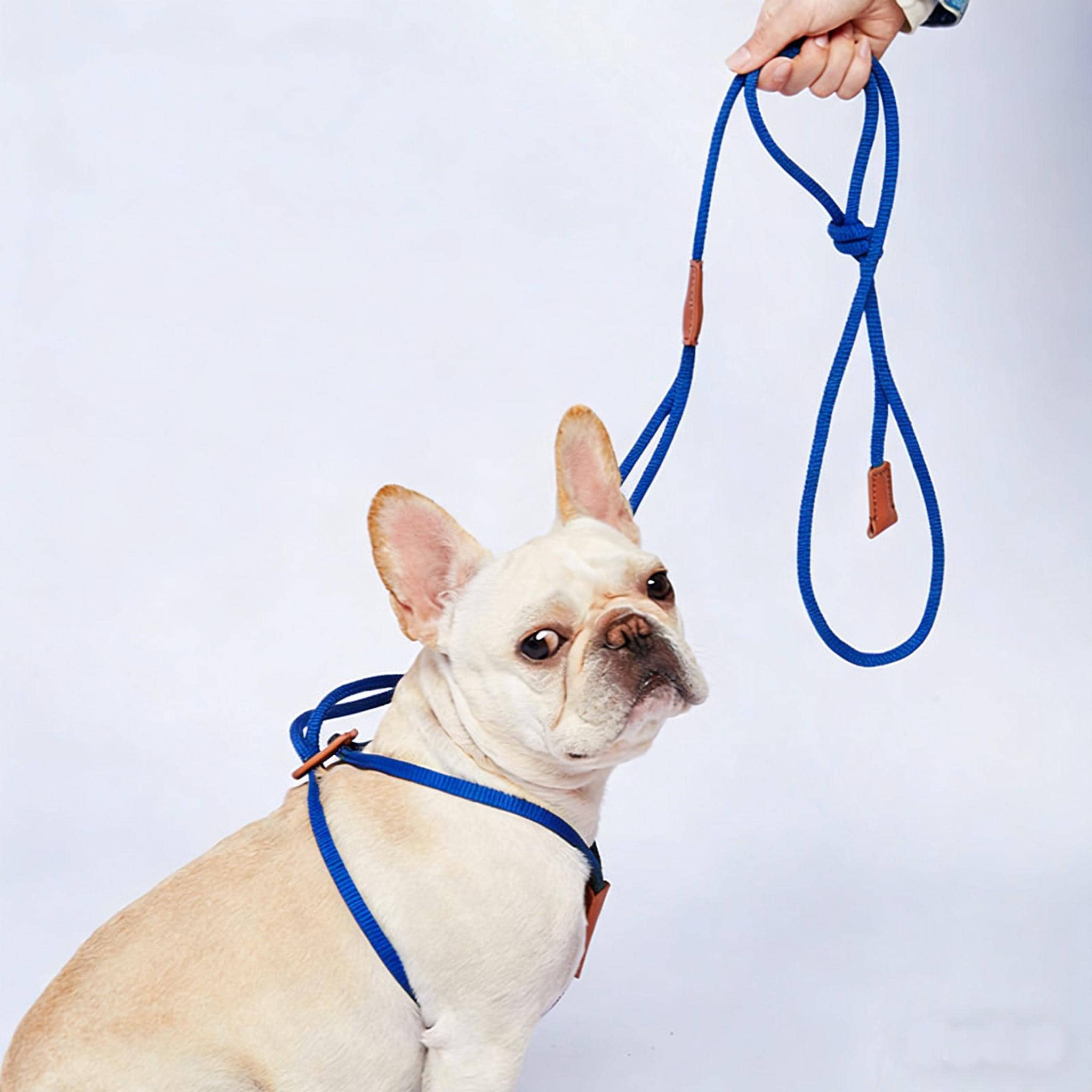 Frenchie halsband - Etsy.de