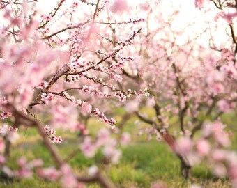 Peach blossom Digital Download Digital Background Digital Backdrop Instant Download Photoshop art pink Spring Flower Photography disign