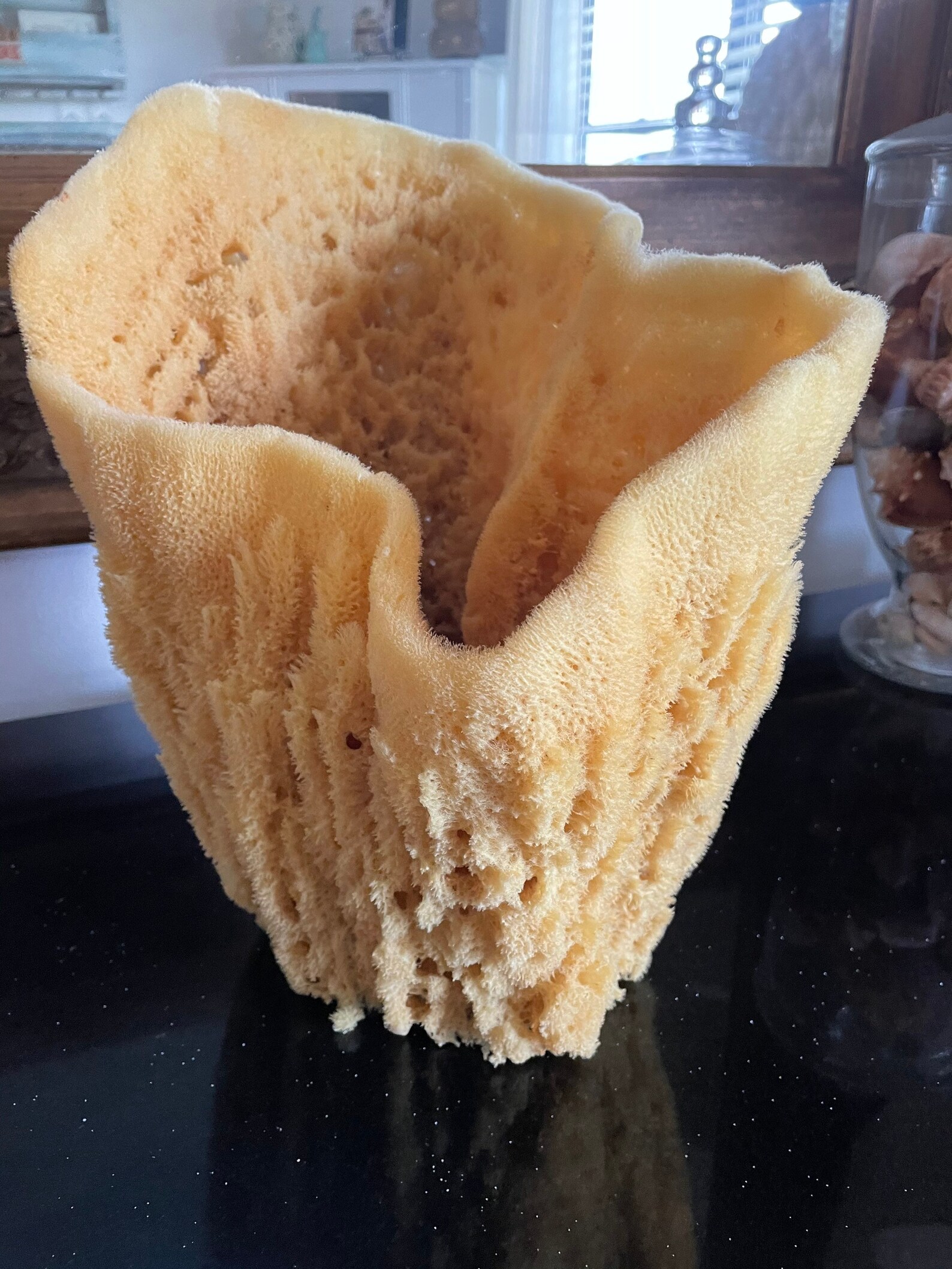 Sea Sponge Vase Etsy