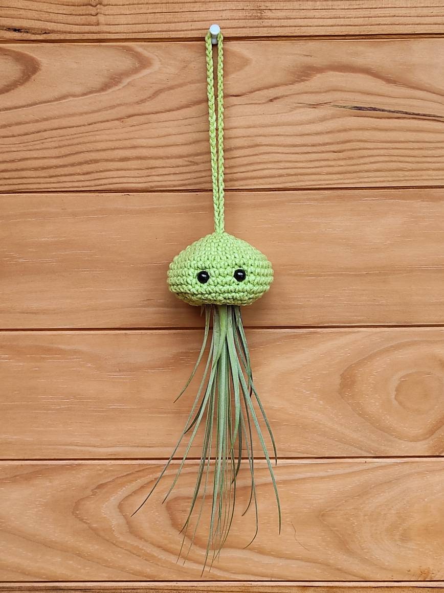 Médusandsia Méduse et Tillandsia Juncea