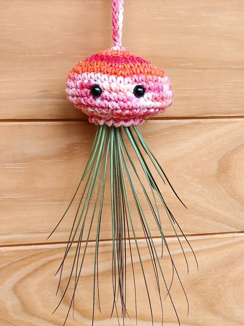 Médusandsia Méduse et Tillandsia Juncifolia