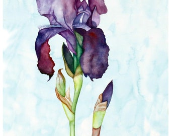 16 X 20", Iris Blooming High Quality Giclee Print, Limited Edition, Spring Flowers Direct From The Garden, Gift Giving Home Decor