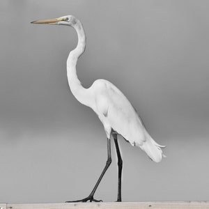 Regal Great Egret