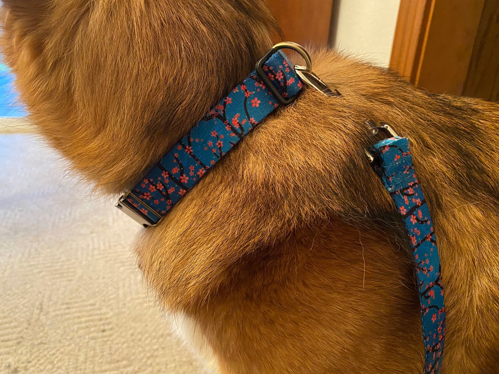 Traffic Lead & Collar Etsy