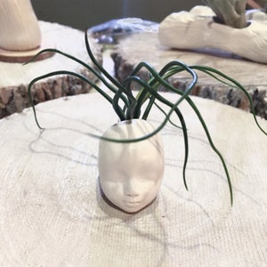 May include: A small white ceramic planter shaped like a face with a green air plant growing out of the top.