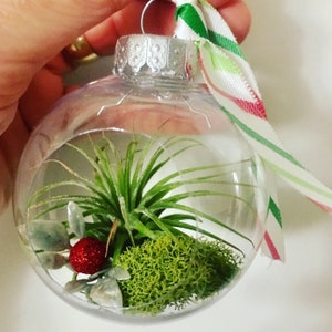 May include: A clear glass ornament with a silver top and a red and white striped ribbon. Inside the ornament is a green air plant, moss, and a red berry.