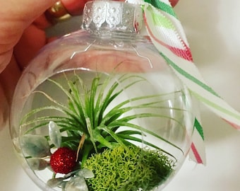 air plant ornament