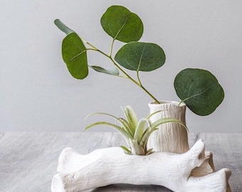 Drift Wood Vase w/ air plant